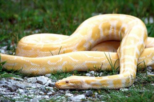 黄金巨蟒_黄金蟒蛇是什么蛇啊？