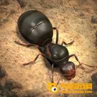 The Ants蚂蚁地下王国手机版