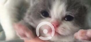 抖音吸引猫的声音原视频 抖音小奶猫叫吸引猫咪的声音分享